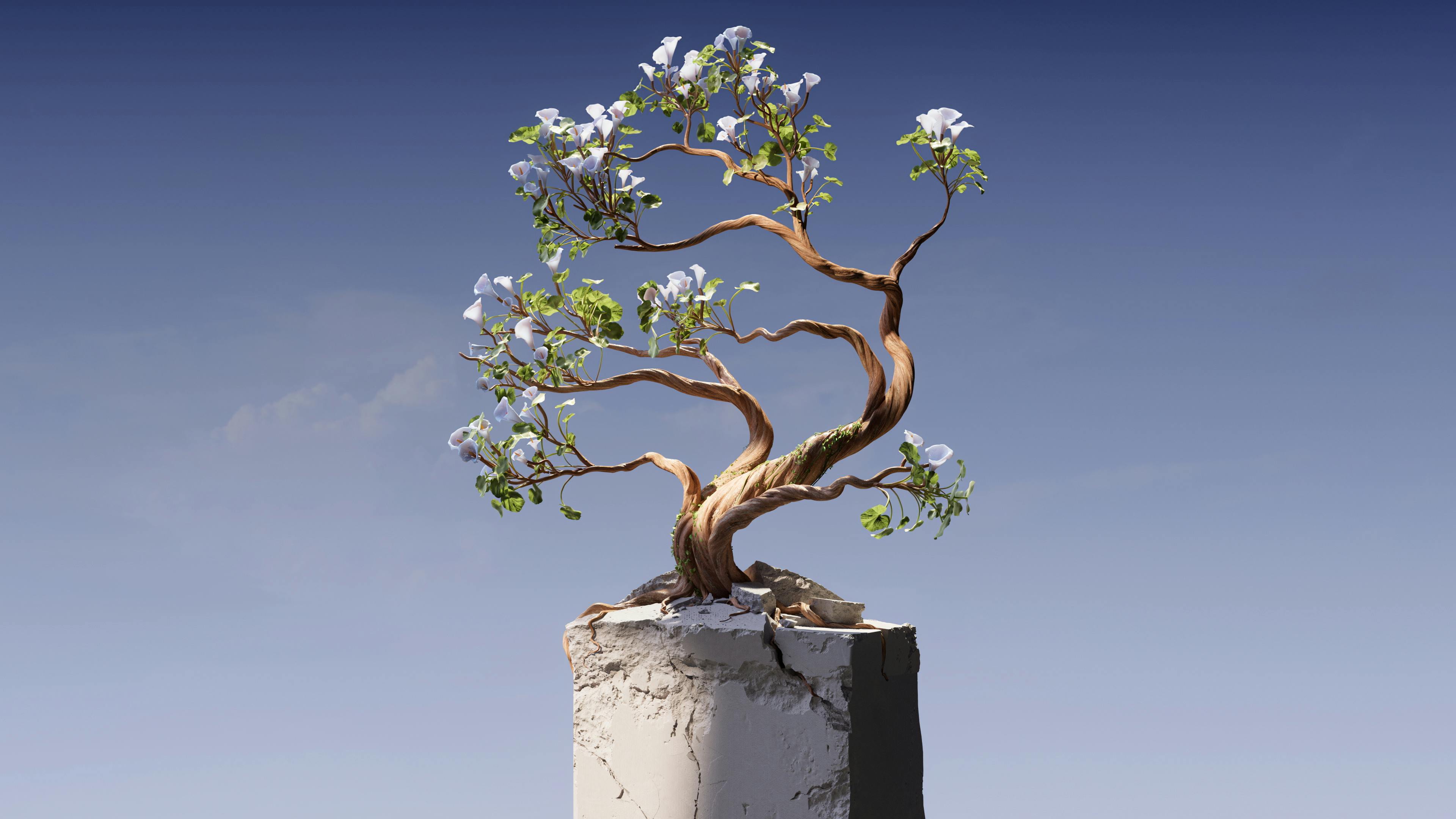 Bonsai tree representing growth and patience